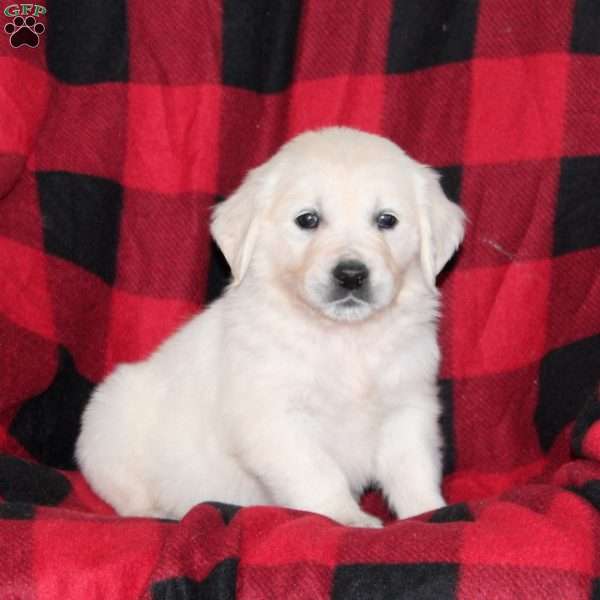 Tammy, English Cream Golden Retriever Puppy